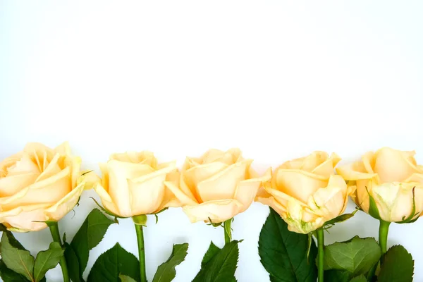 Róża Pomarańczowa Żółta — Zdjęcie stockowe