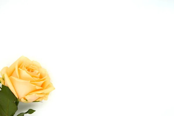 Róża Pomarańczowa Żółta — Zdjęcie stockowe