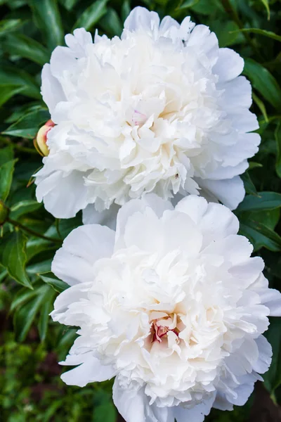 Blühende Pfingstrosen Garten — Stockfoto