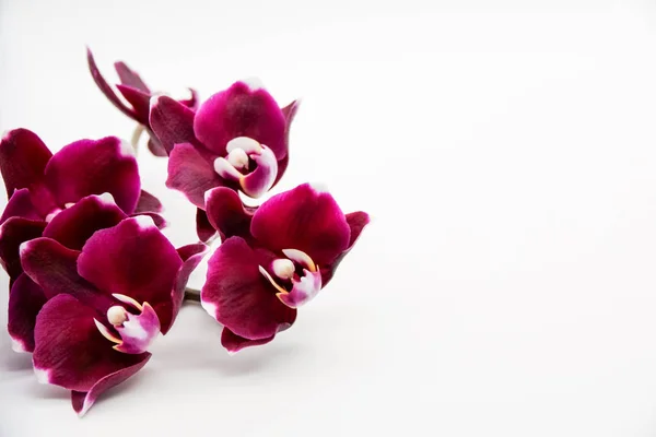 Sötét Piros Orchidea Fehér Háttér — Stock Fotó
