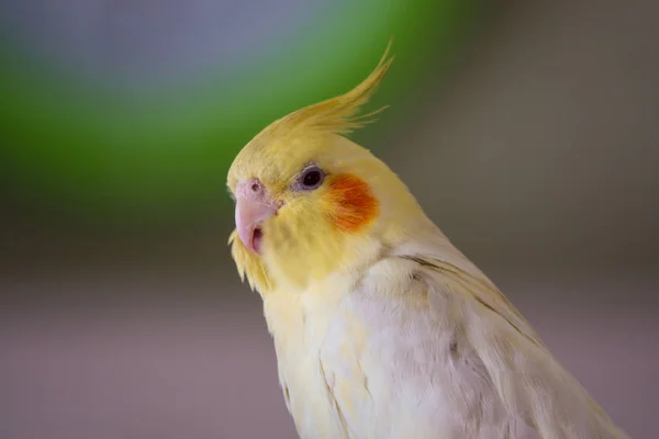 Papagaio Amarelo Corella Lutino — Fotografia de Stock