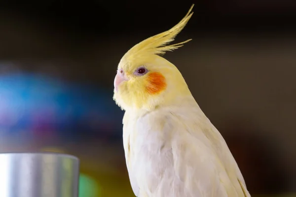 Gele Papegaai Corella Lutino — Stockfoto