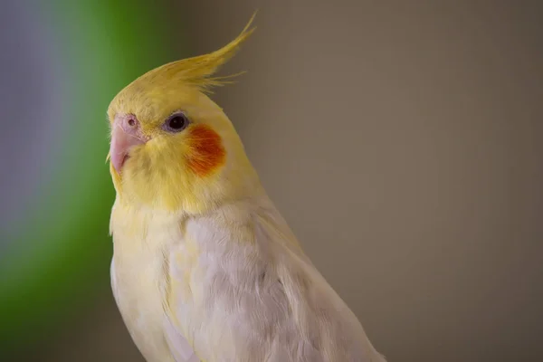 Corella Lutino Žluté Papoušek — Stock fotografie