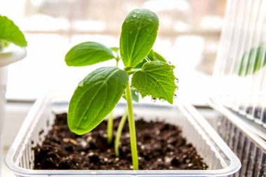 bir tencerede genç salatalık bitki