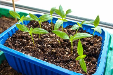  bir tencerede genç biber bitki