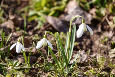 Kar arka planda güzel bahar kardelen çiçekler