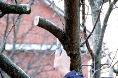 İlkbaharda bahçede budama makası