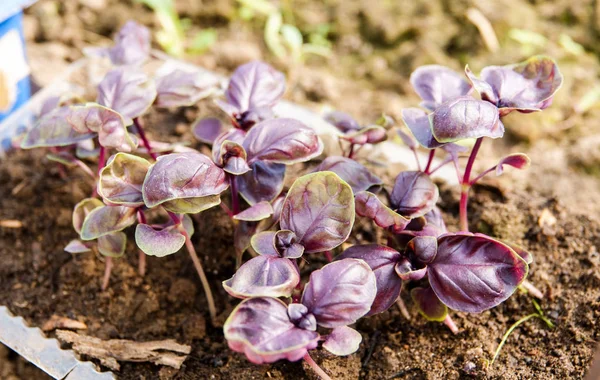 Purple basil sprouts in plastic containers indoor