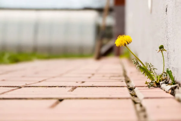 Diente de león con flor creciendo en las aceras de una grieta — Foto de Stock