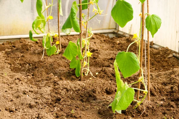 Young cucumber sprouts on a bed on a farm — Stock Photo, Image