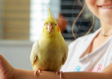 Kırmızı renkli bir çocuğun muhabbet kuşu Corella bir elinde tutar