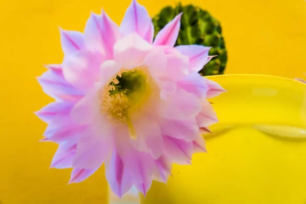 light purple flower of cactus in desert. yellow background
