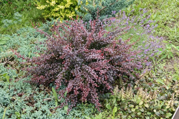 Berberis thunbergii vörös levelei, Crimson Pygmy vagy Japán mahónia a tavaszi kertben. — Stock Fotó