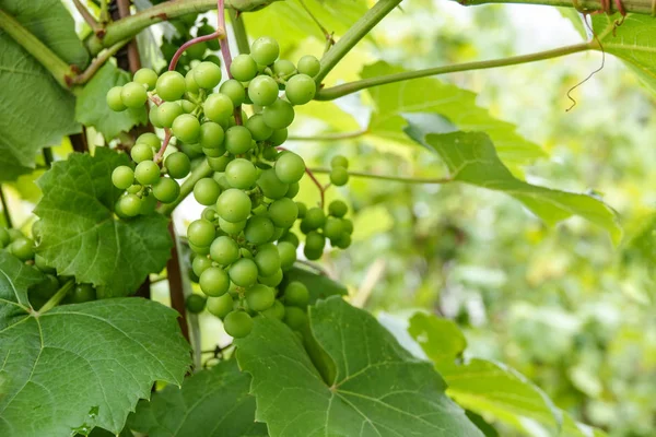 Uvas verdes de vinho jovens na vinha. Início do verão fechar uvas que crescem em videiras em uma vinha. — Fotografia de Stock