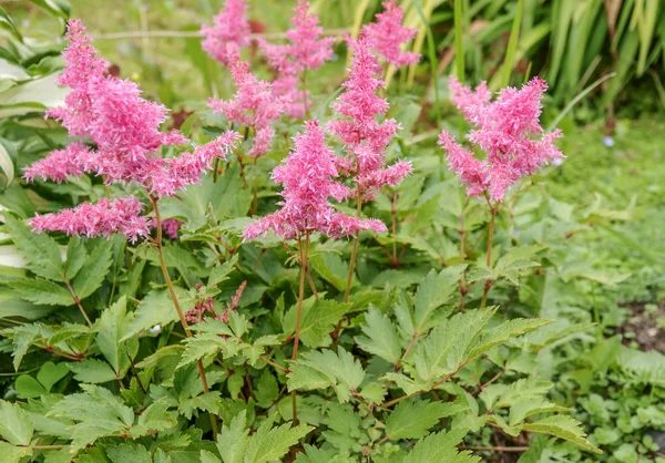 Pink astilba blooms magnificently near the garden path on a summer day. — Stock Photo, Image