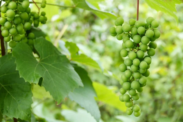 Uvas verdes de vinho jovens na vinha. Início do verão fechar uvas que crescem em videiras em uma vinha. — Fotografia de Stock
