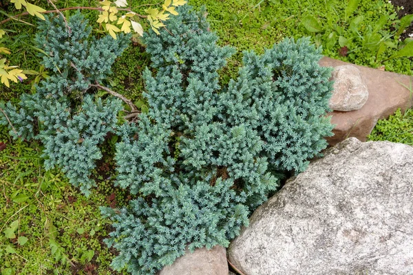 The juniper bush closeup. Background with juniper branches growing in the park. — Stock Photo, Image