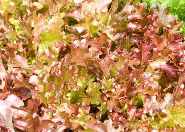 Fresh organic red leaves lettuce salad plant in farm