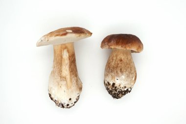 Boletus Edulis Kralı Bolete beyaz arka planda izole edildi. Kapat..