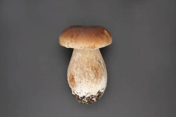 Boletus edulis rei bolete isolado sobre fundo preto. Fechar . — Fotografia de Stock