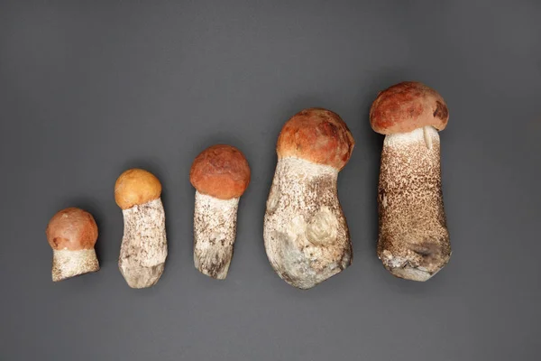 Turuncu kap boletus Mantarlar beyaz arka plan üzerinde bir satır. — Stok fotoğraf