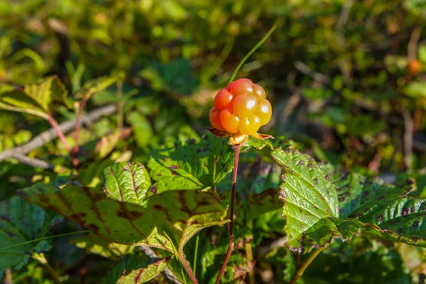 Una fruta madura de mora de naranja. Temporada: Verano. Ubicación: Western Siberian taiga . — Foto de Stock