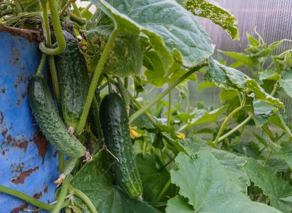 Cucumbers growing in a greenhouse in summer — Stock Photo, Image