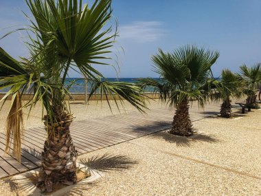 Kıbrıs'ta iskelede palmiye ağaçları