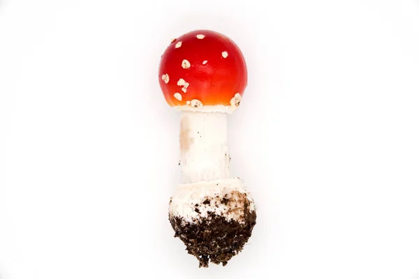 Rode vlieg agarics giftige paddenstoelen zijn ook gevaarlijk voor de persoon. — Stockfoto