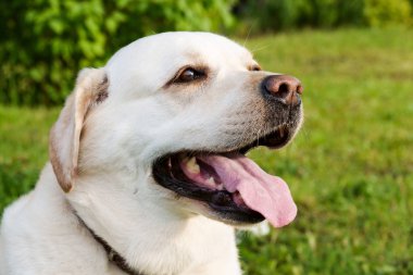 Yeşil çim üzerinde büyük bir mutlu gülümseme ile sarışın bir labrador retriever köpek Portresi