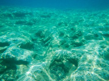 Suda izole malaya yarımgaga, iğne balık, Dermogenys pusilla