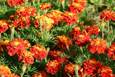 Tagetes patula, papatya ailesinde çiçekli bitki, sarı ve turuncu tonları