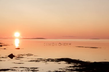 şafakta su üzerinde uçan yaban ördekleri