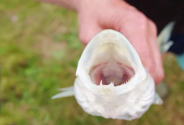 Poleiro de lúcio dentes de peixe com a boca aberta — Fotografia de Stock