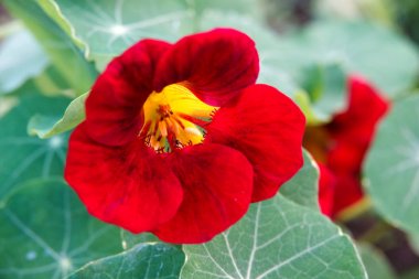 Nasturtium yaz Bahçe closeup çiçek yatakta