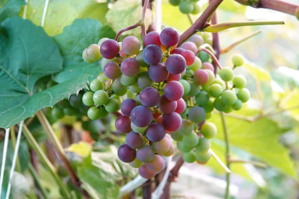 Uvas meio maduras num ramo que cresce nos subúrbios — Fotografia de Stock