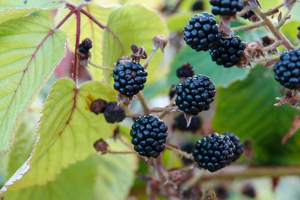 Moras agresivas creciendo en los arbustos en el bosque — Foto de Stock