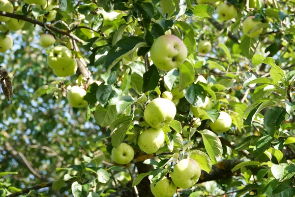 Pomme verte sur branche contre ciel bleu et soleil — Photo