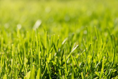 Parlak güneş soyut doğal arka planlar altında