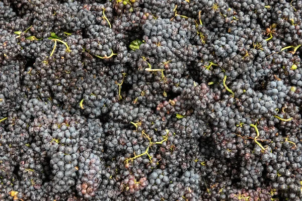 Сбор винограда пино нуар перед переработкой в вино — стоковое фото