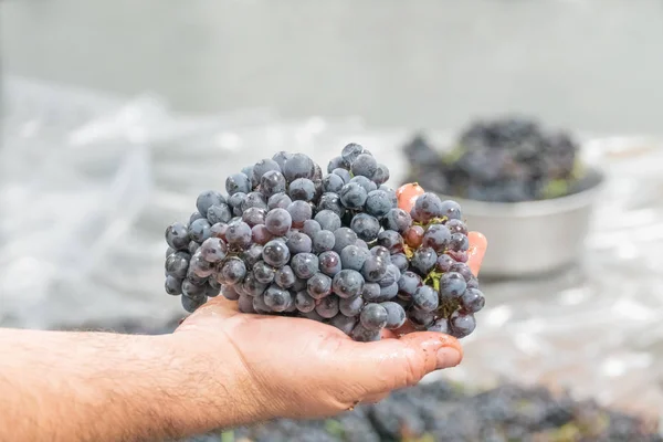 Las uvas de pinonoir en la mano del enólogo antes de su elaboración — Foto de Stock