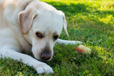 Oturan köpeğin ağzında elma var.