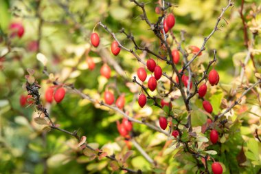 Böğürtlen li kırmızı meyveler. Dalda kırmızı böğürtlen.