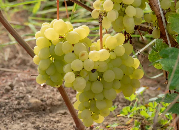 Uvas de vid en una rama que crece en los suburbios — Foto de Stock