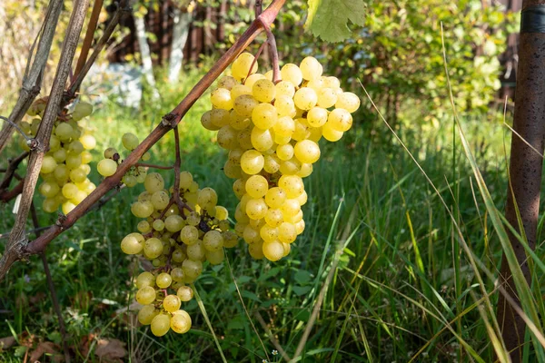 Uvas de vid en una rama que crece en los suburbios — Foto de Stock