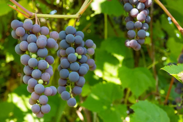 Uvas de videira em um ramo que cresce nos subúrbios — Fotografia de Stock