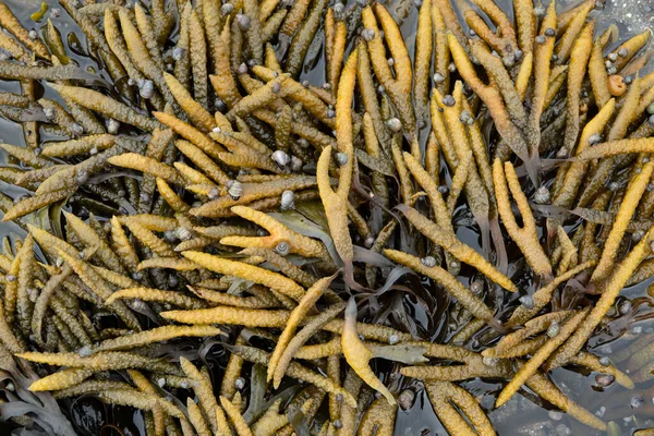 Υγρή επιφάνεια φύκια kelp laminaria close up μακροσκοπική υφή φόντο — Φωτογραφία Αρχείου