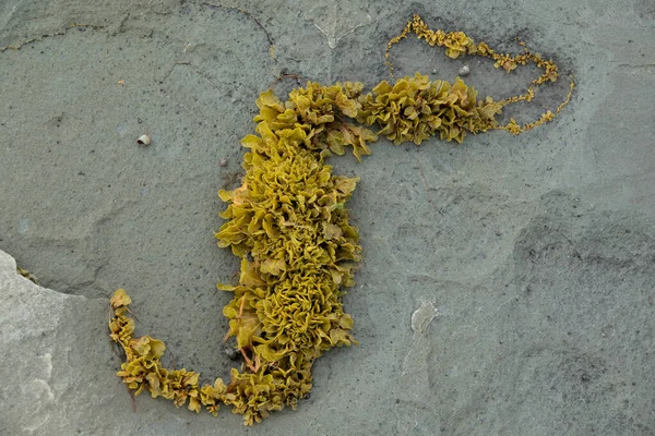 Υγρή επιφάνεια φύκια kelp laminaria close up μακροσκοπική υφή φόντο — Φωτογραφία Αρχείου