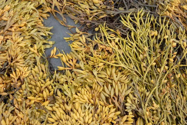 Υγρή επιφάνεια φύκια kelp laminaria close up μακροσκοπική υφή φόντο — Φωτογραφία Αρχείου