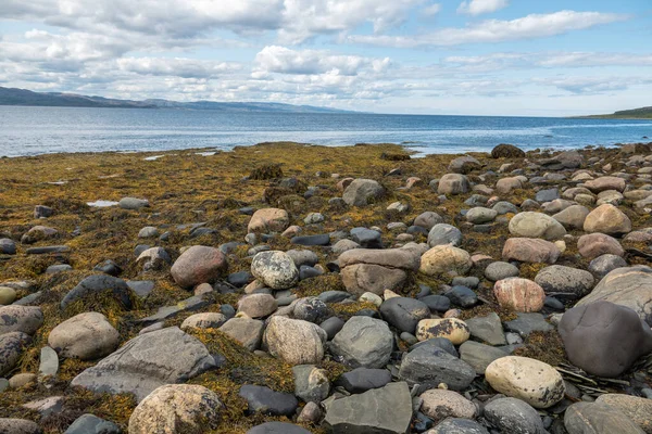 MURMANSK, Algues jetées surf, rivage de l'océan Arctique, péninsule de Sredniy — Photo